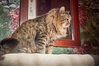 阳光下的西伯利亚猫