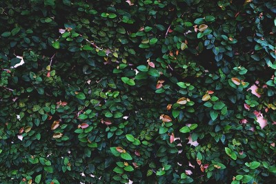 无花果，爬壁植物，纹理背景，自然壁纸概念，深绿色调