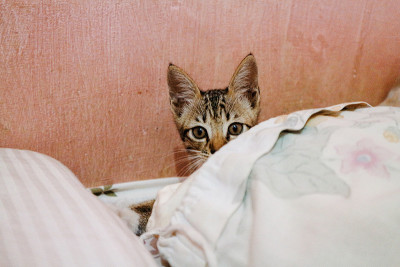 床垫上可爱的猫