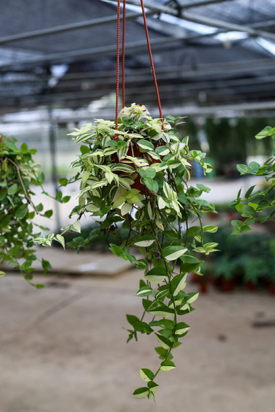一种魔鬼藤植物的选择性焦点