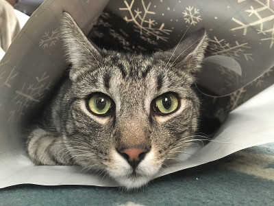 猫看