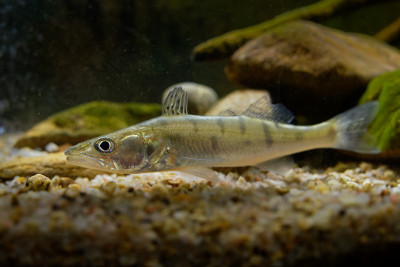 Zander (Sander lucioperca)在水下。有明显鳍的肉食性鱼。在水里。黑暗的背景，
