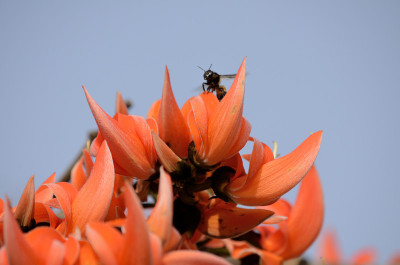 Butea monosperma花