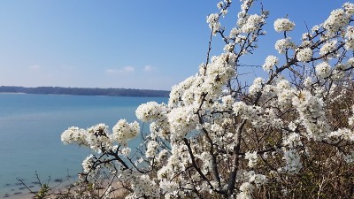 海边的春花