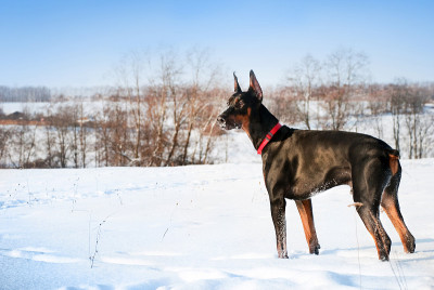 杜宾犬