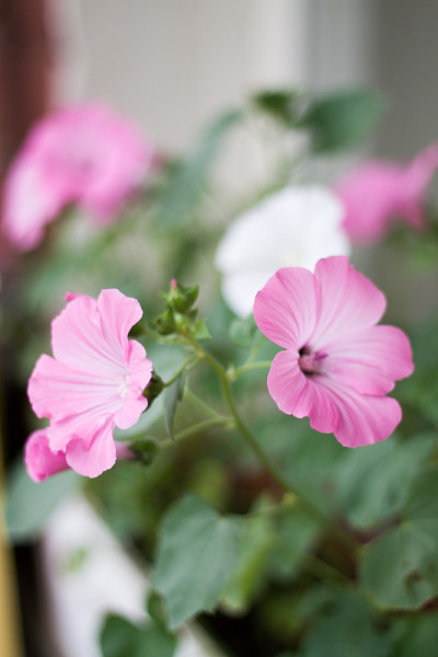 精致的粉红色花- lavatera
