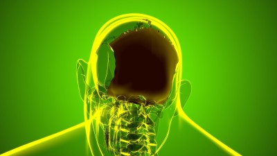 人类骨骼、头骨、枕骨解剖学的医学概念