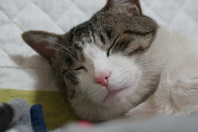 非常可爱的猫
