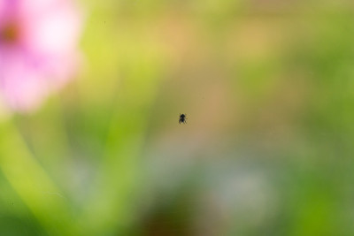 蜘蛛在网上。