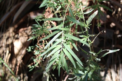 扇形科切拉山谷保护区的特征- 122018年c