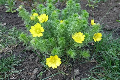 春娇花，四月开黄花