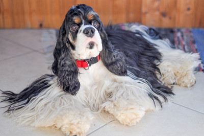 成年可爱的三色美国可卡犬