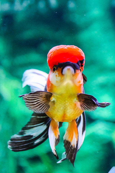 金鱼在水族馆