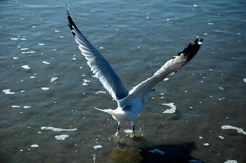 海滩上的海鸥