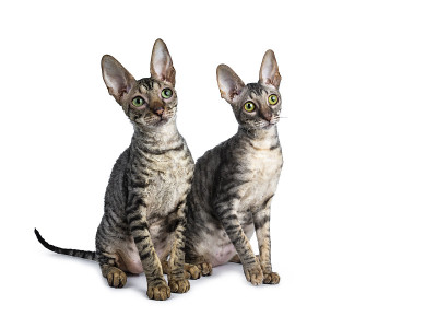 一对可爱的康沃尔雷克斯猫小猫坐在一起，互相看着一边，孤立在白色的背景