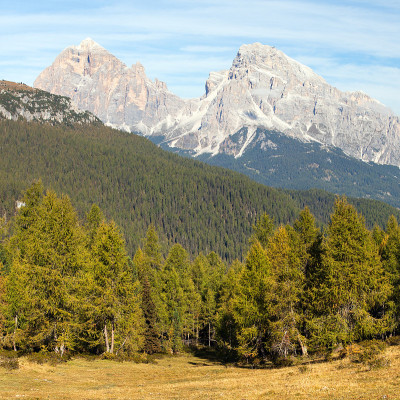 Larch wood和一具就是你