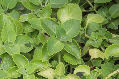 平卧菊，叶鲜控制血糖