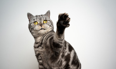 银色斑猫英国短毛猫玩举起爪子