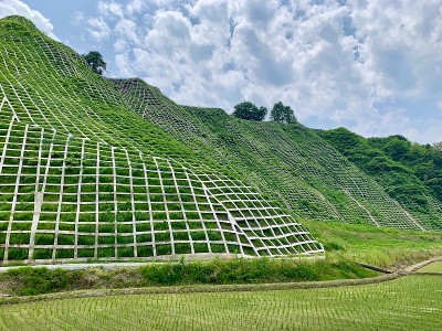 坡的作品