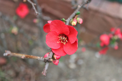 日本木瓜花的特写