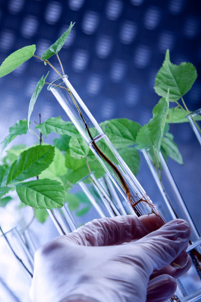 在实验室研究植物的科学家