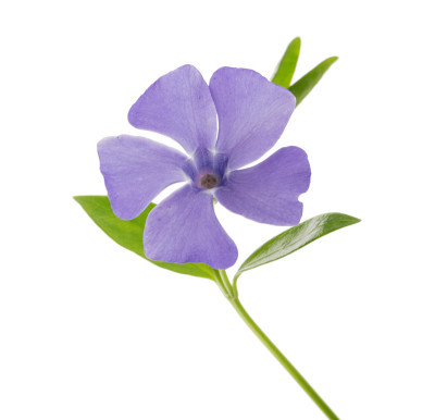 长春花，小的长春花孤立在白色修剪路径上