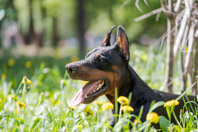 这只名叫杜宾犬的狗正躺在绿色的草地上