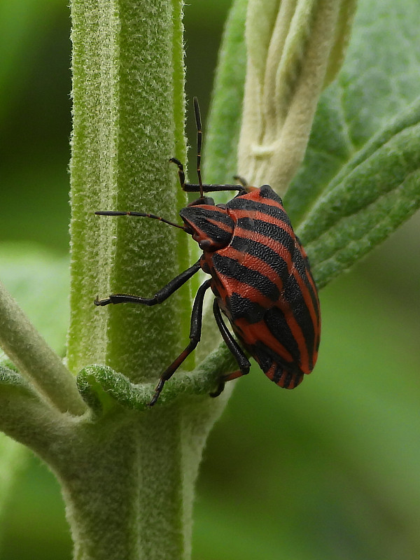 丑角虫（Graphosoma lineatum）