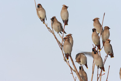 波西米亚蜡翼(Bombycilla garrulus)德国