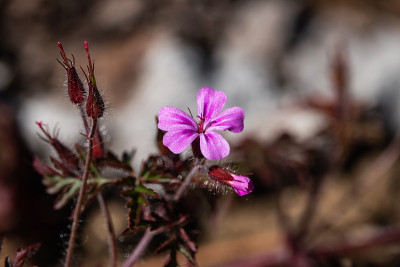 Herb Robert Flower盛开在春天