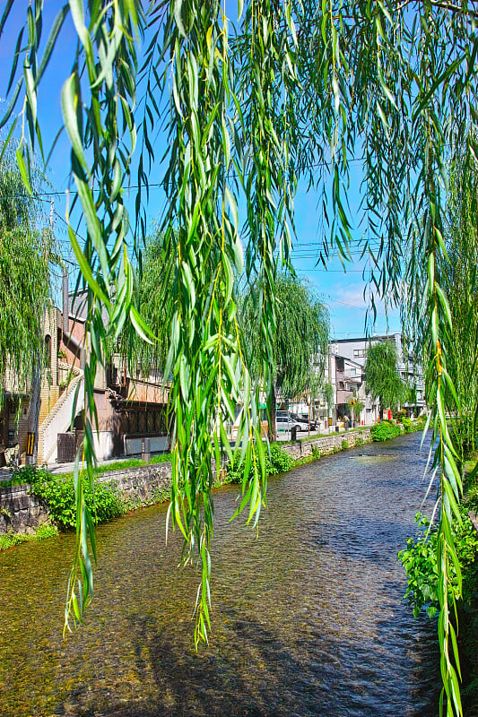 白川河的景观