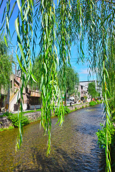 白川河的景观