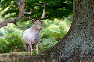 鹿Fallow dama
