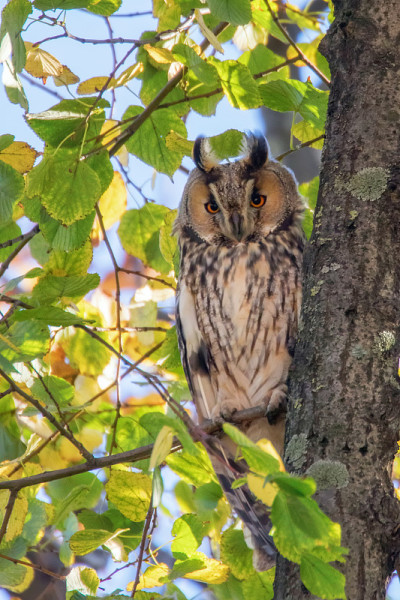 长耳猫头鹰坐在树上(Asio otus)
