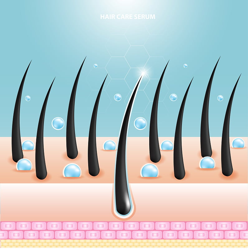 护发血清毛囊诊断。解剖皮肤、医用人体、表皮层、矢量插图设计。