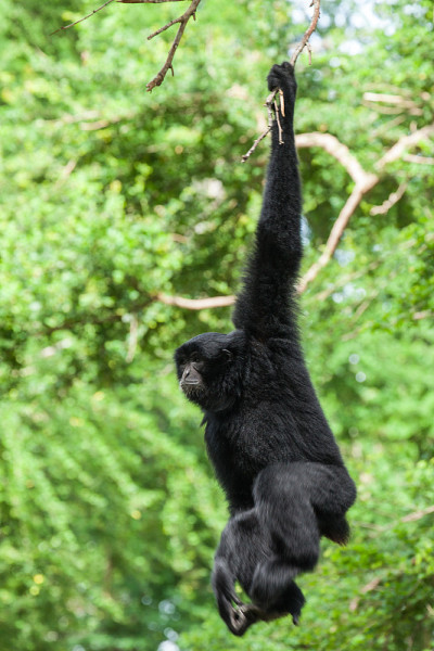 Siamang