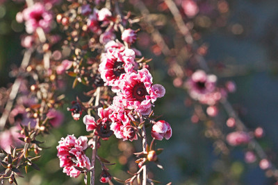 Leptospermum scoparium