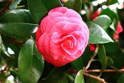 花，春天，野花，春天的花，花园，花坛，公园，野生，植物，树木，