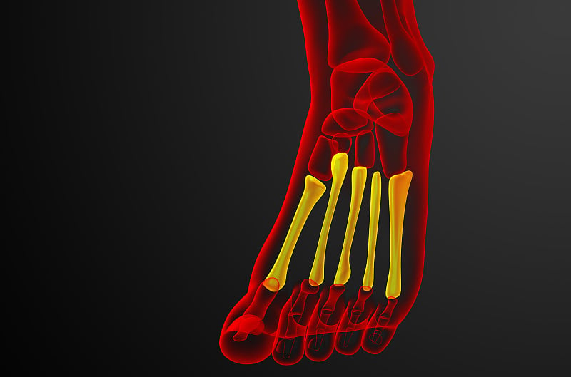3d渲染医疗插图的跖骨