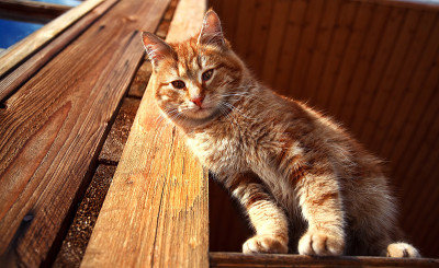红色小猫冬日