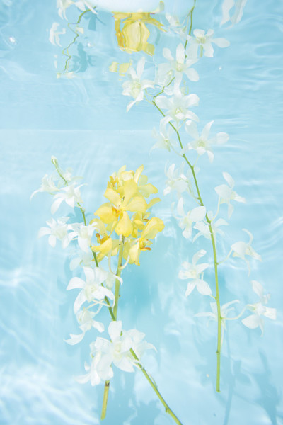 花朵漂浮的水下