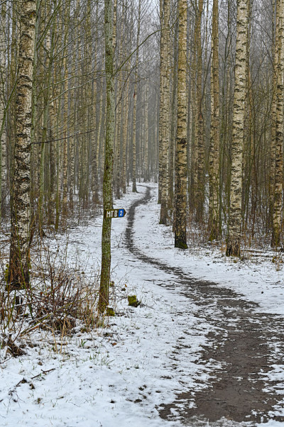 穿过白雪覆盖的白桦林