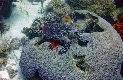 海龟在脑珊瑚上