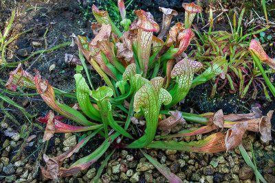 食虫植物Sarracenia