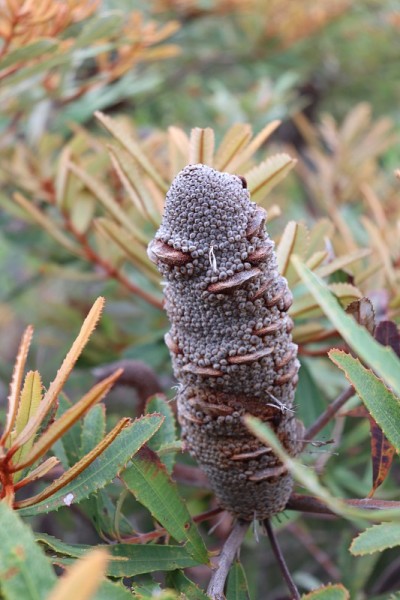 澳洲海岸灌木花