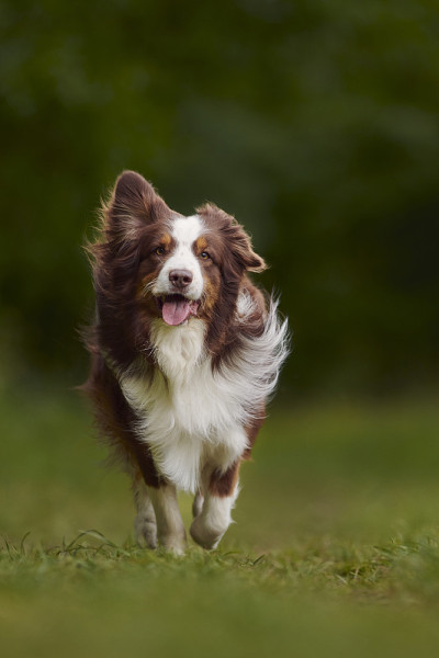 澳大利亚牧羊犬