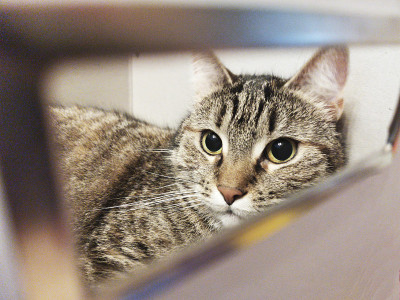 猫从一个白纸板箱的洞里往外看