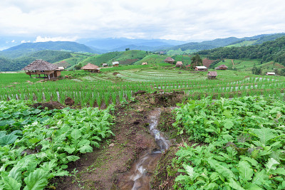 泰国清迈的房屋和梯田。