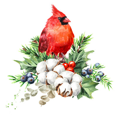红鸟与冬季花束，手绘水彩插图，孤立在白色背景