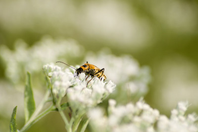 秋麒麟草属植物士兵Beetle_2